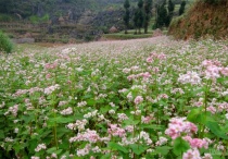 Phượt Hà Giang 3 ngày 3 đêm mùa tam giác mạch