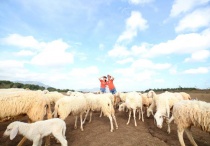 Check-in tại cánh đồng cừu đẹp ngỡ ngàng ở Vũng Tàu