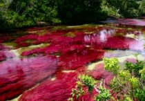 Cano Cristales, dòng sông ngũ sắc ấn tượng nhất thế giới