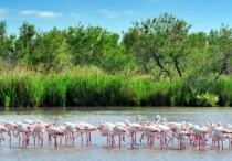 Ngắm hồng hạc ở đầm lầy Camargue