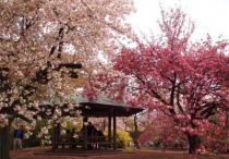 Shinjuku Gyoen - công viên tuyệt đẹp ở Tokyo