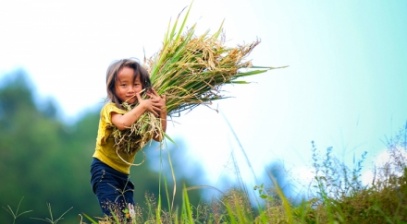 Những em bé ngây thơ giữa 'biển vàng' Mù Cang Chải