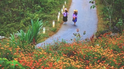 Mùa hoa nở trên đá