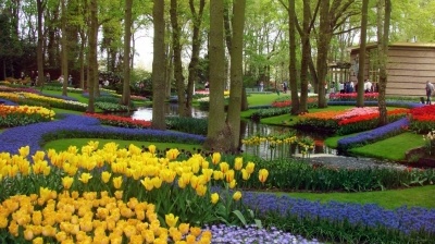 Thiên đường Uất kim hương ở Keukenhof