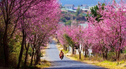 Đón xuân cùng hoa mai anh đào ở Đà Lạt