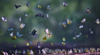 Cát Tiên mùa bướm rừng: Vườn cổ tích có thật!