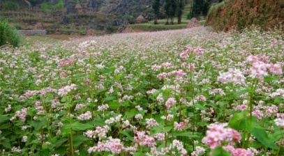 Phượt Hà Giang 3 ngày 3 đêm mùa tam giác mạch