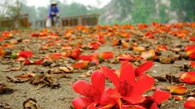 Hoa gạo bung cánh cho mùa xuân chín đỏ