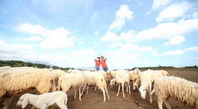 Check-in tại cánh đồng cừu đẹp ngỡ ngàng ở Vũng Tàu