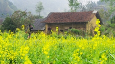 Bức tranh xuân ở Hà Giang