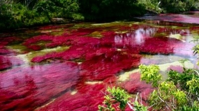 Cano Cristales, dòng sông ngũ sắc ấn tượng nhất thế giới