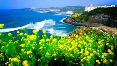 Jeju mùa xuân - đắm say và dữ dội