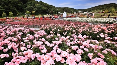 Lễ hội hoa hồng thơm ngát ở công viên Ulsan