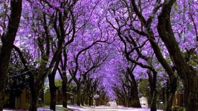 Mexico tím biếc trời sắc hoa Jacaranda