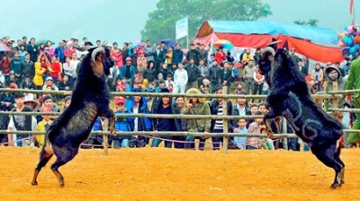 Năm Ất Mùi đi xem hội chọi dê