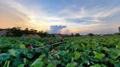 Những điểm ngắm sen tại Hà Nội