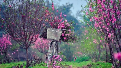 Thú chơi hoa đào Tết của người Hà Nội