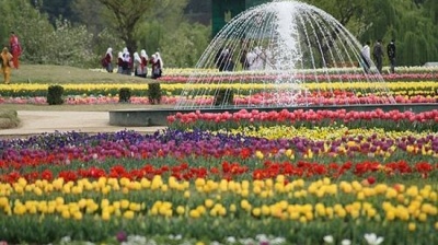 Vườn hoa tulip rực rỡ và lớn nhất châu Á