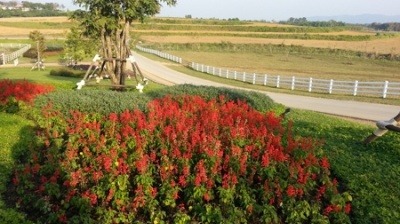 Chiều rực rỡ trong công viên Shingha Chiang Rai