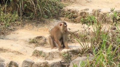 Du khách bị khỉ dữ cắn trên đỉnh Sơn Trà