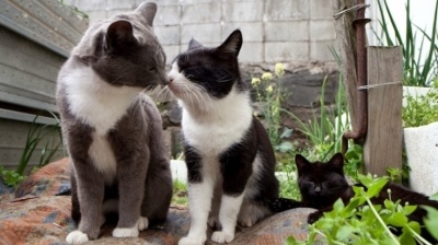 Fukuoka - Thiên đường cho những người yêu mèo.