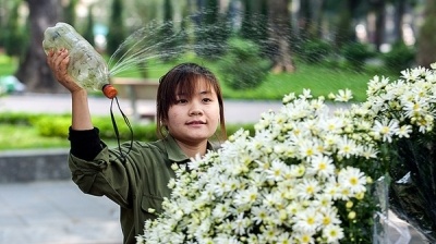 Hà Nội - Mùa họa mi ùa về trên phố