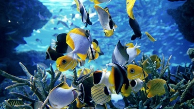 Khám phá thủy cung Sunshine Aquarium ở Ikebukuro