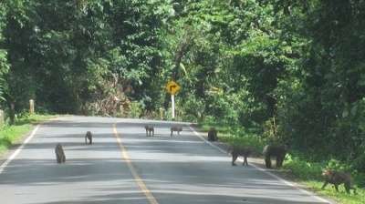 Khao Yai, chốn yên bình giữa thiên đường du lịch