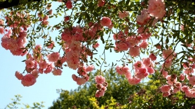 L’Hay les Roses - Vườn hồng đẹp ngất ngây của thủ đô Paris