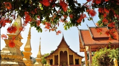 Luang Prabang, mùa hoa Ashoka nở