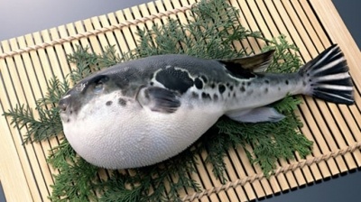 Món fugu kịch độc dễ cướp mạng người ăn