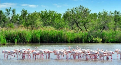 Ngắm hồng hạc ở đầm lầy Camargue