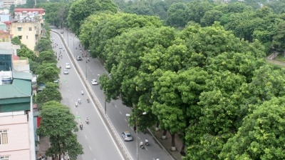 Nhiều người tiếc nuối khi cây cổ thụ ở Thủ đô bị chặt