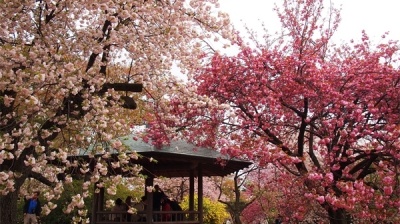 Shinjuku Gyoen - công viên tuyệt đẹp ở Tokyo