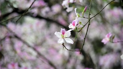 Thương nhớ mùa hoa ban Hà Nội