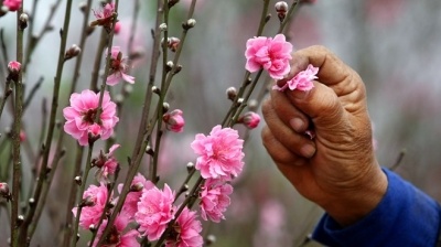 Vườn đào Nhật Tân đỏ rực những ngày giáp Tết